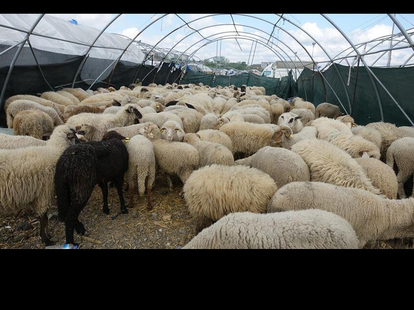 KURBAN'IMIN GÜRÜN'DE KESİLMESİ İÇİN BENDE VARIM
