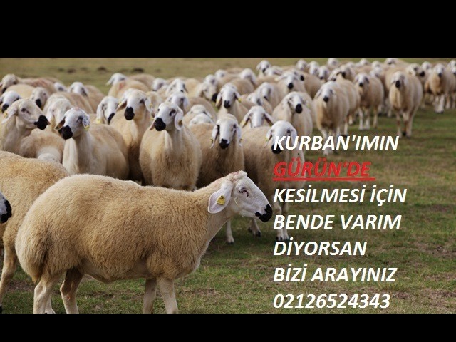 KURBANLARIMIZ GÜRÜN'E
