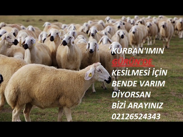 KURBANIM GÜRÜN DE KESİLMESİ İÇİN BENDE VARIM!!!