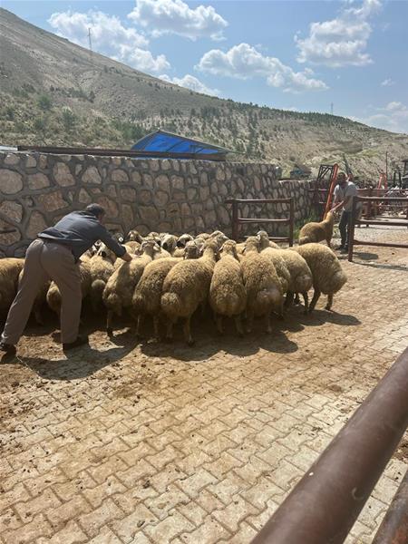 KURBANLARIMIZIN GÜRÜN DE KESİMİ YAPILDI